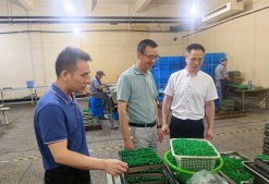 浙農(nóng)股份常務(wù)副總經(jīng)理曾躍芳來華通醫(yī)藥調(diào)研慰問